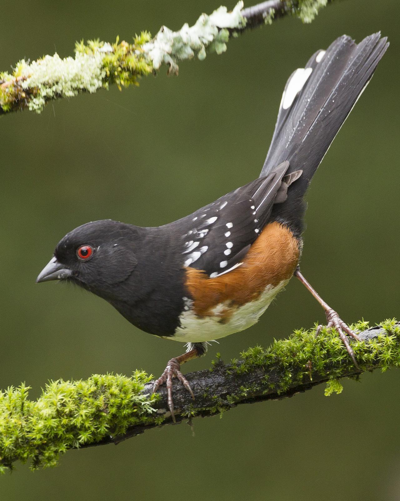 Spotted Towhee Photo by Jeff Moore