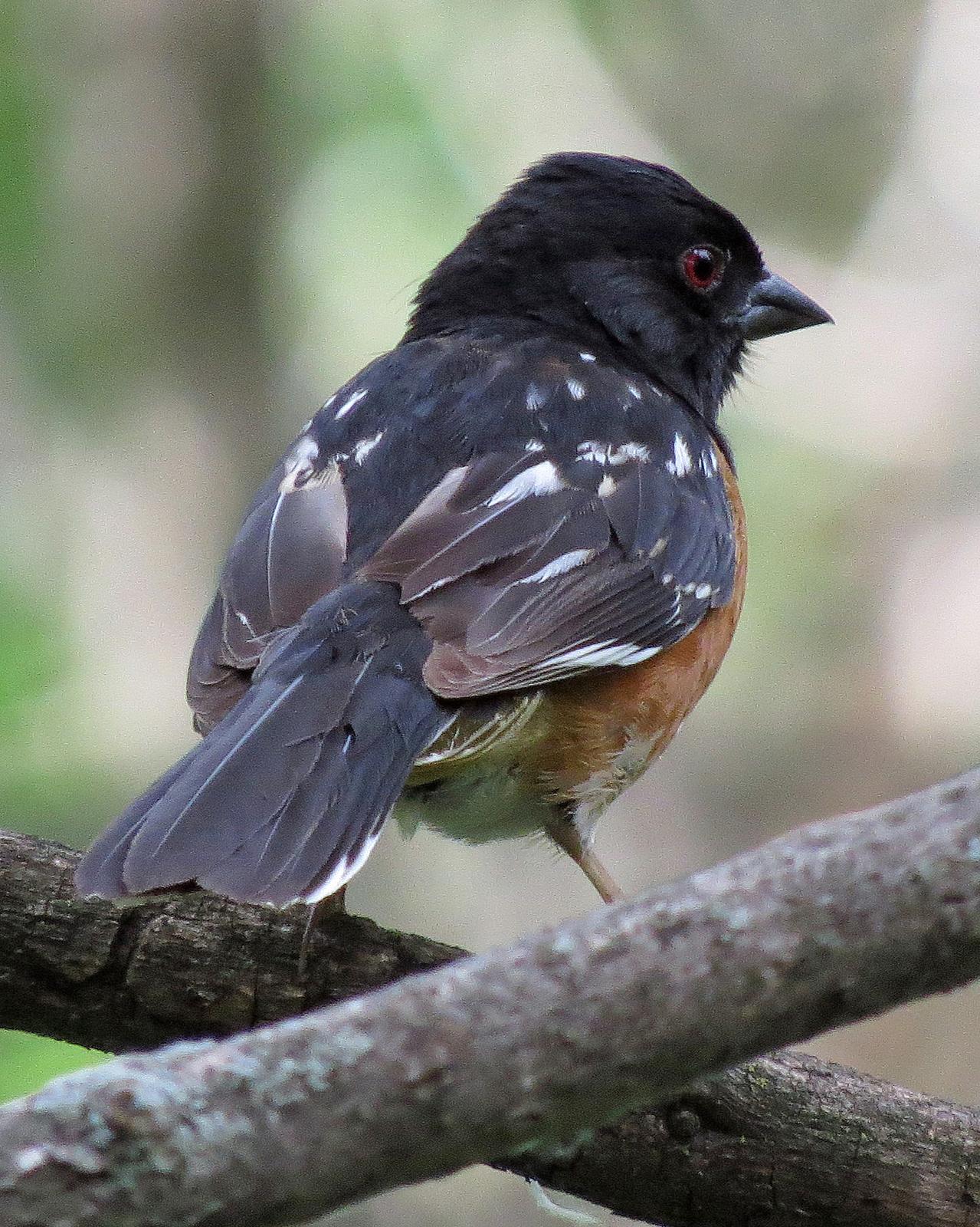 Spotted Towhee Photo by Kelly Preheim