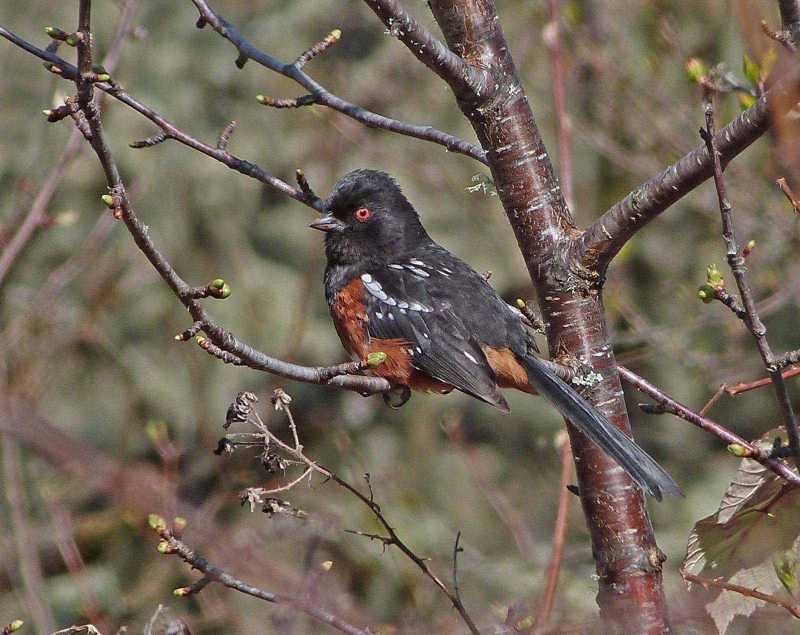Spotted Towhee Photo by Mark Nikas