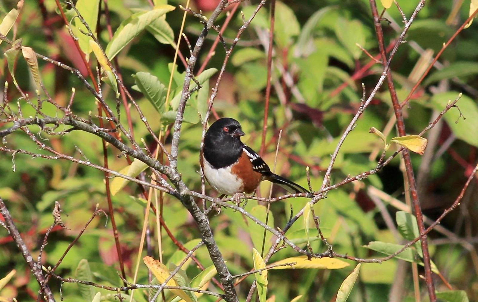Spotted Towhee Photo by Kathryn Keith