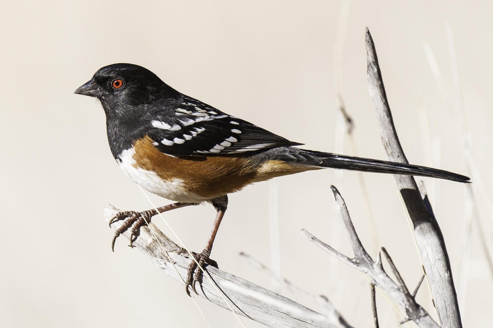 Spotted Towhee Photo by Mason Rose