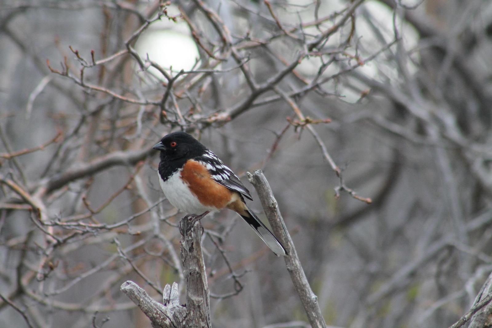 Spotted Towhee Photo by Lorraine Lanning