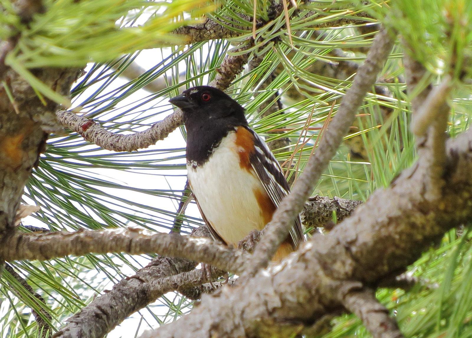 Spotted Towhee Photo by Kent Jensen