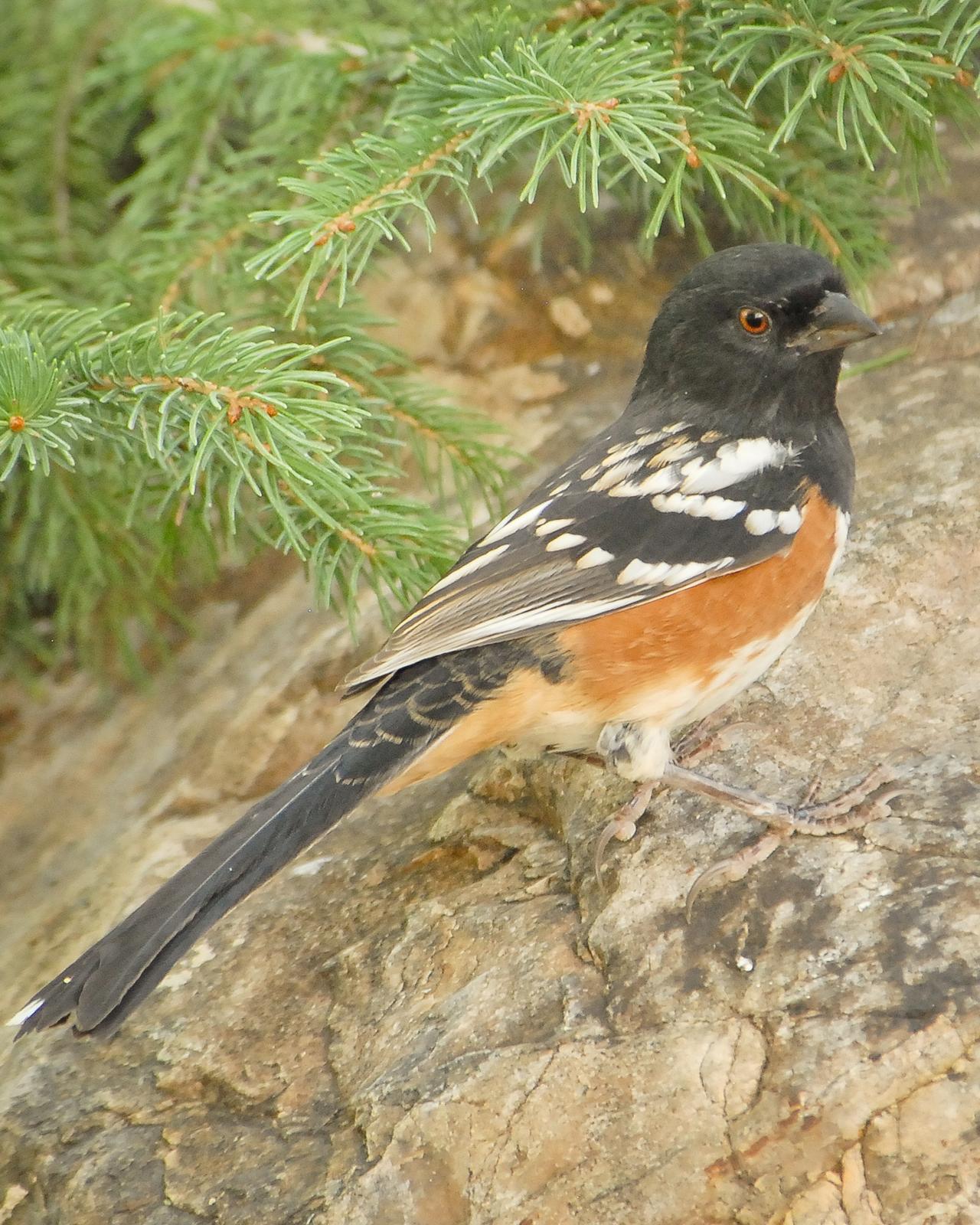 Spotted Towhee Photo by Mike Fish