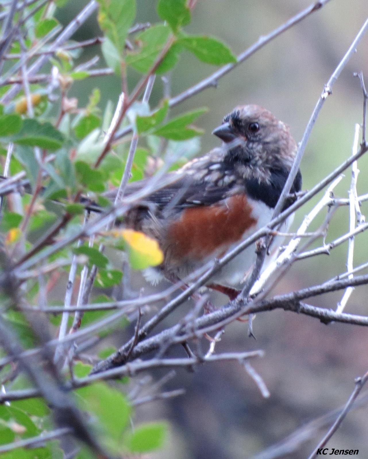 Spotted Towhee Photo by Kent Jensen