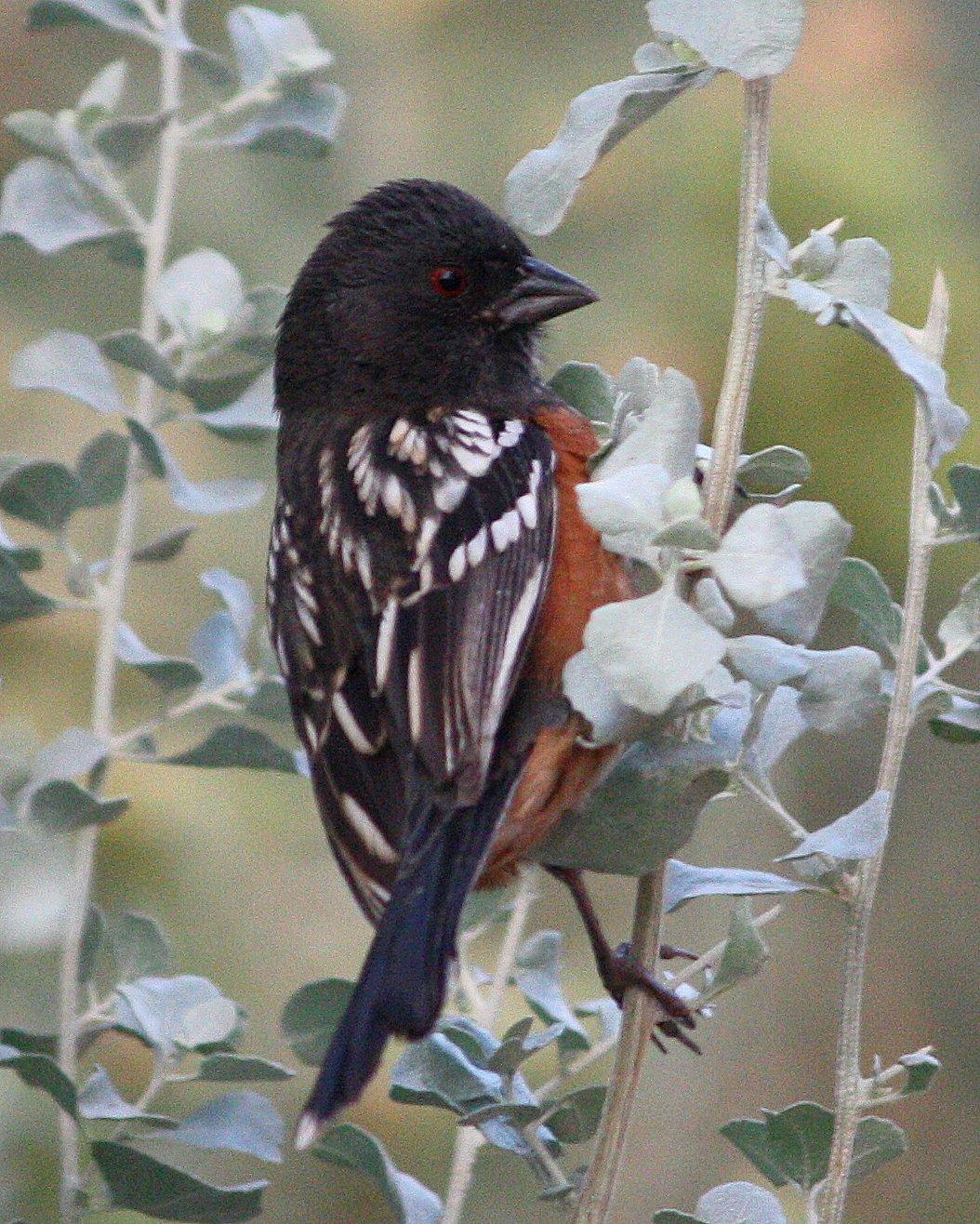 Spotted Towhee Photo by Andrew Core