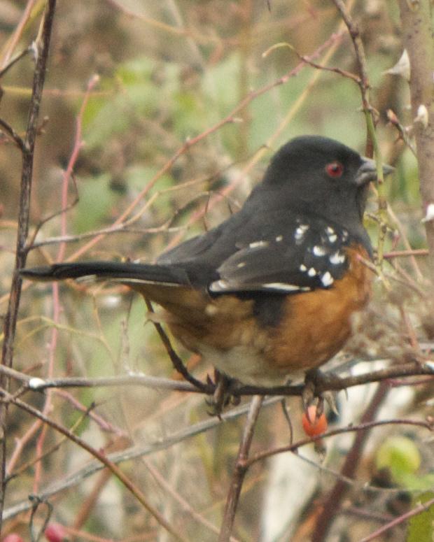 Spotted Towhee Photo by Mark Baldwin