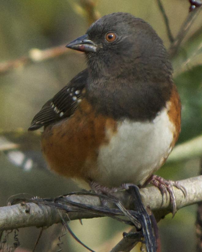 Spotted Towhee Photo by Mark Baldwin