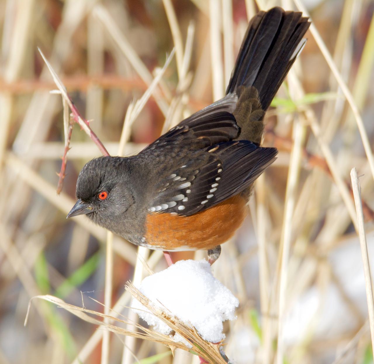 Spotted Towhee Photo by Brian Avent