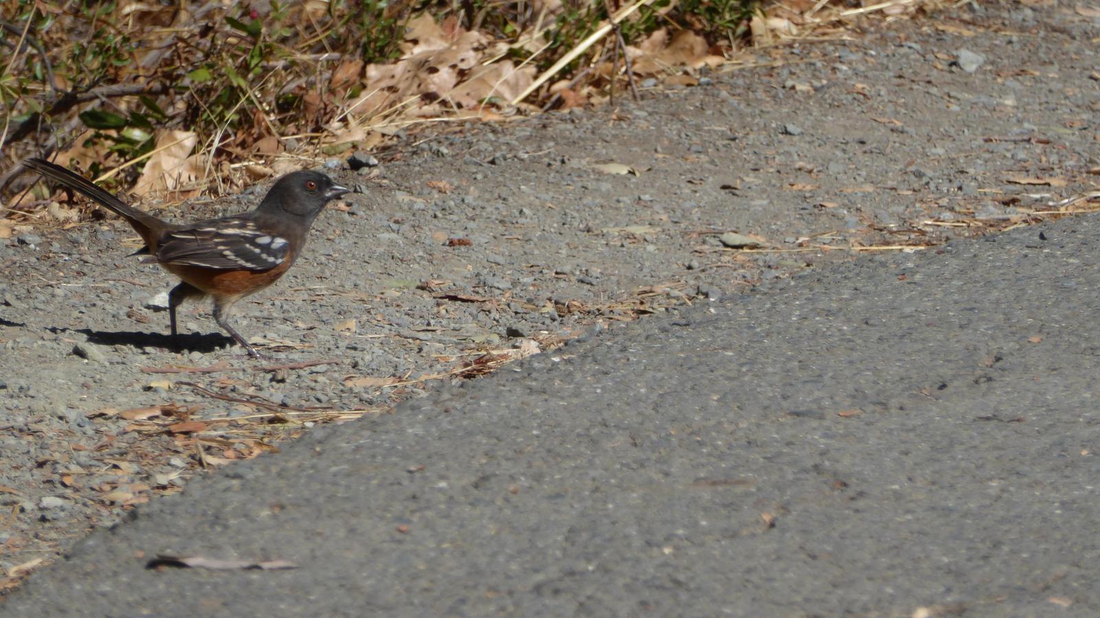 Spotted Towhee Photo by Daliel Leite