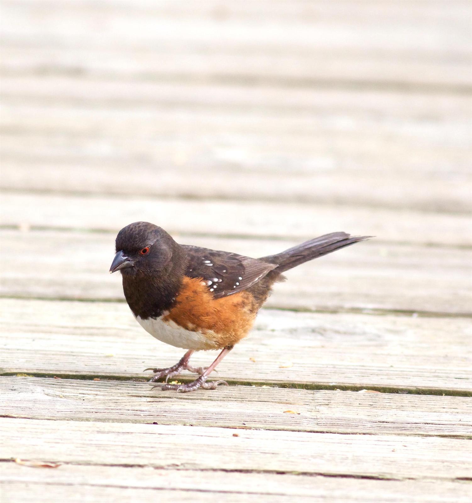 Spotted Towhee Photo by Kathryn Keith