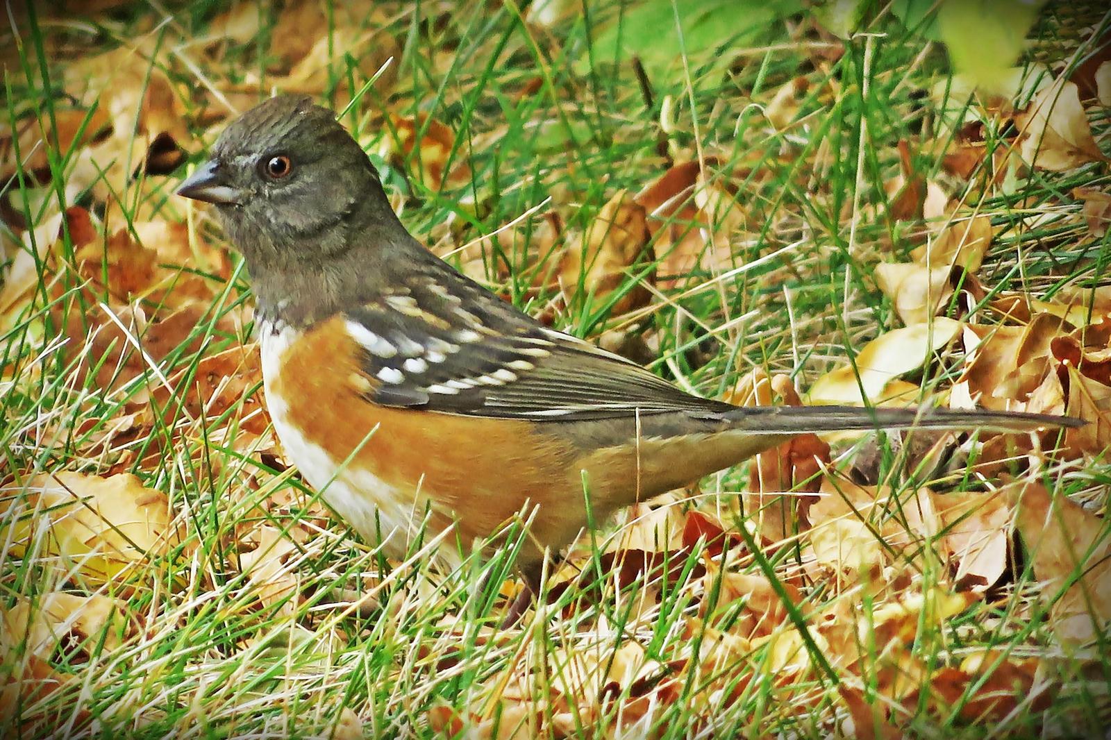 Spotted Towhee Photo by Bob Neugebauer