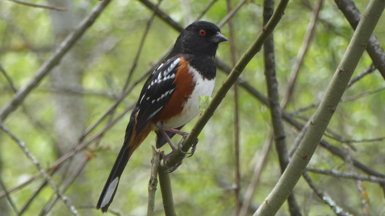 Spotted Towhee Photo by Daliel Leite