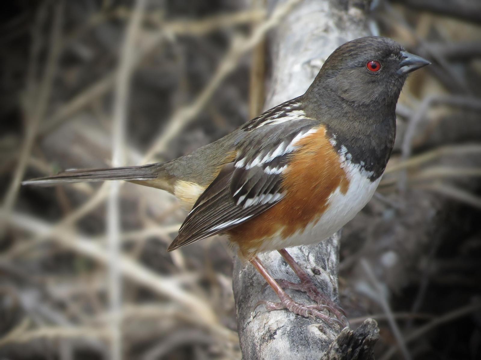 Spotted Towhee Photo by Bob Neugebauer