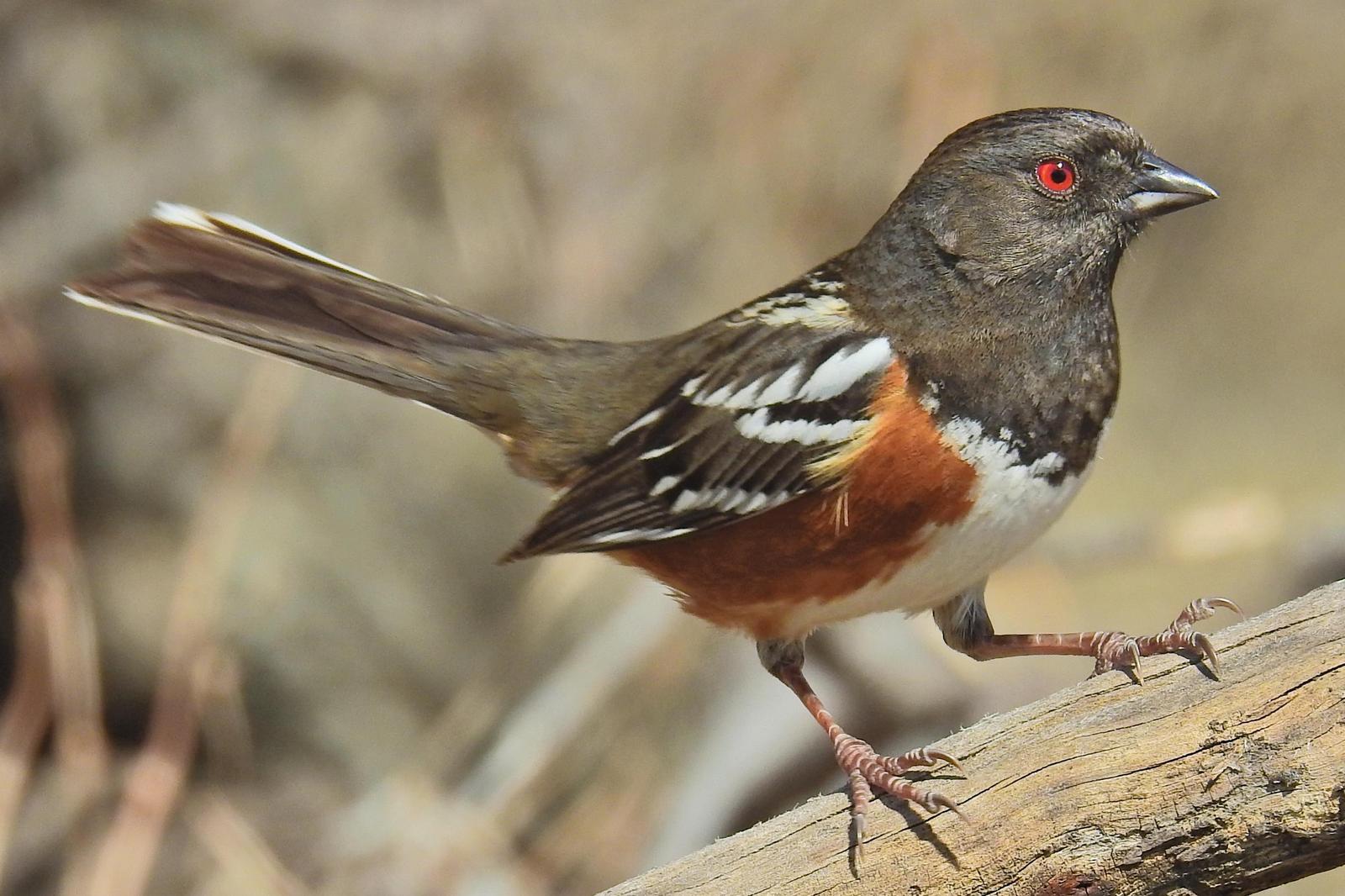 Spotted Towhee Photo by Enid Bachman