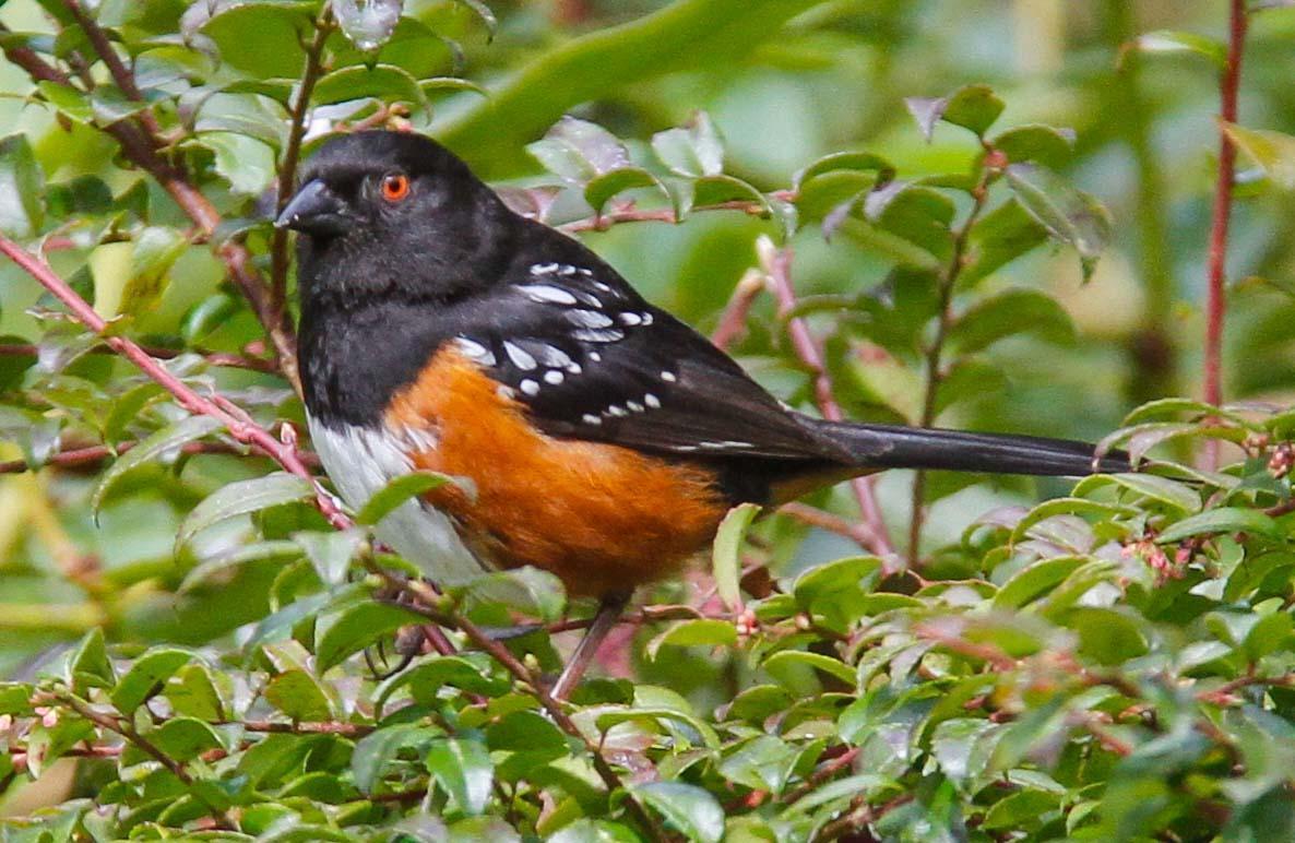 Spotted Towhee (oregonus Group) Photo by Peter Brown