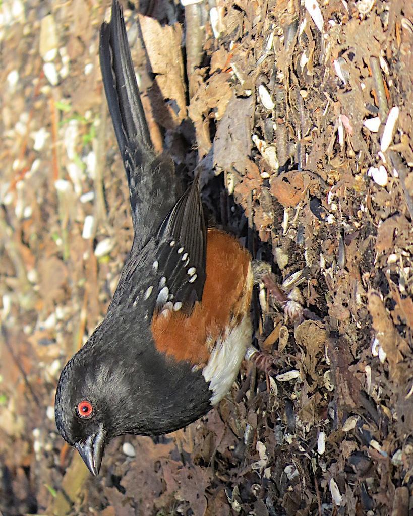 Spotted Towhee (oregonus Group) Photo by Brian Avent