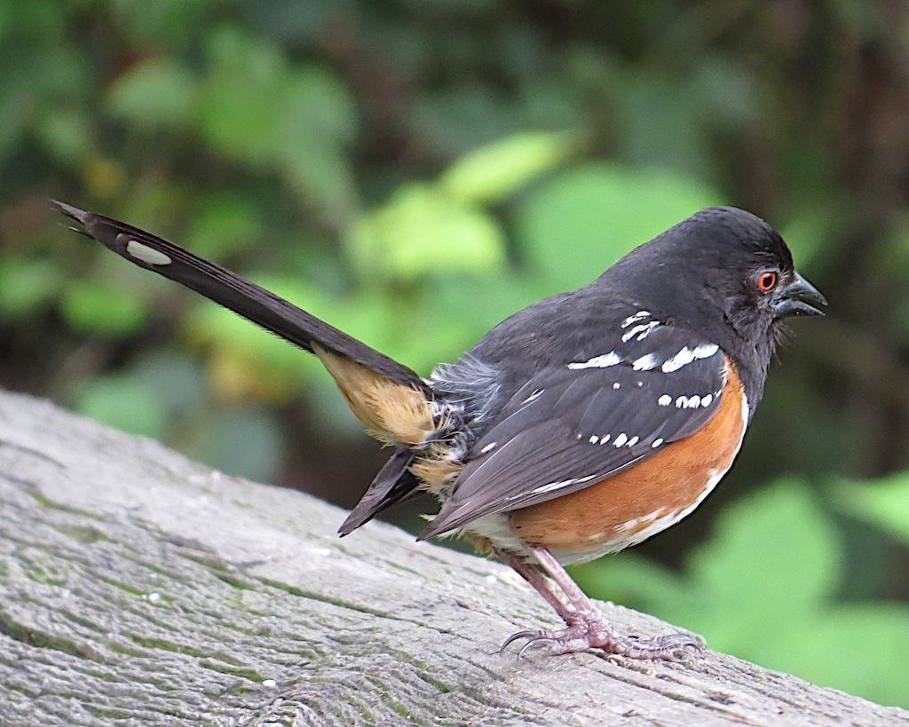 Spotted Towhee (oregonus Group) Photo by Brian Avent