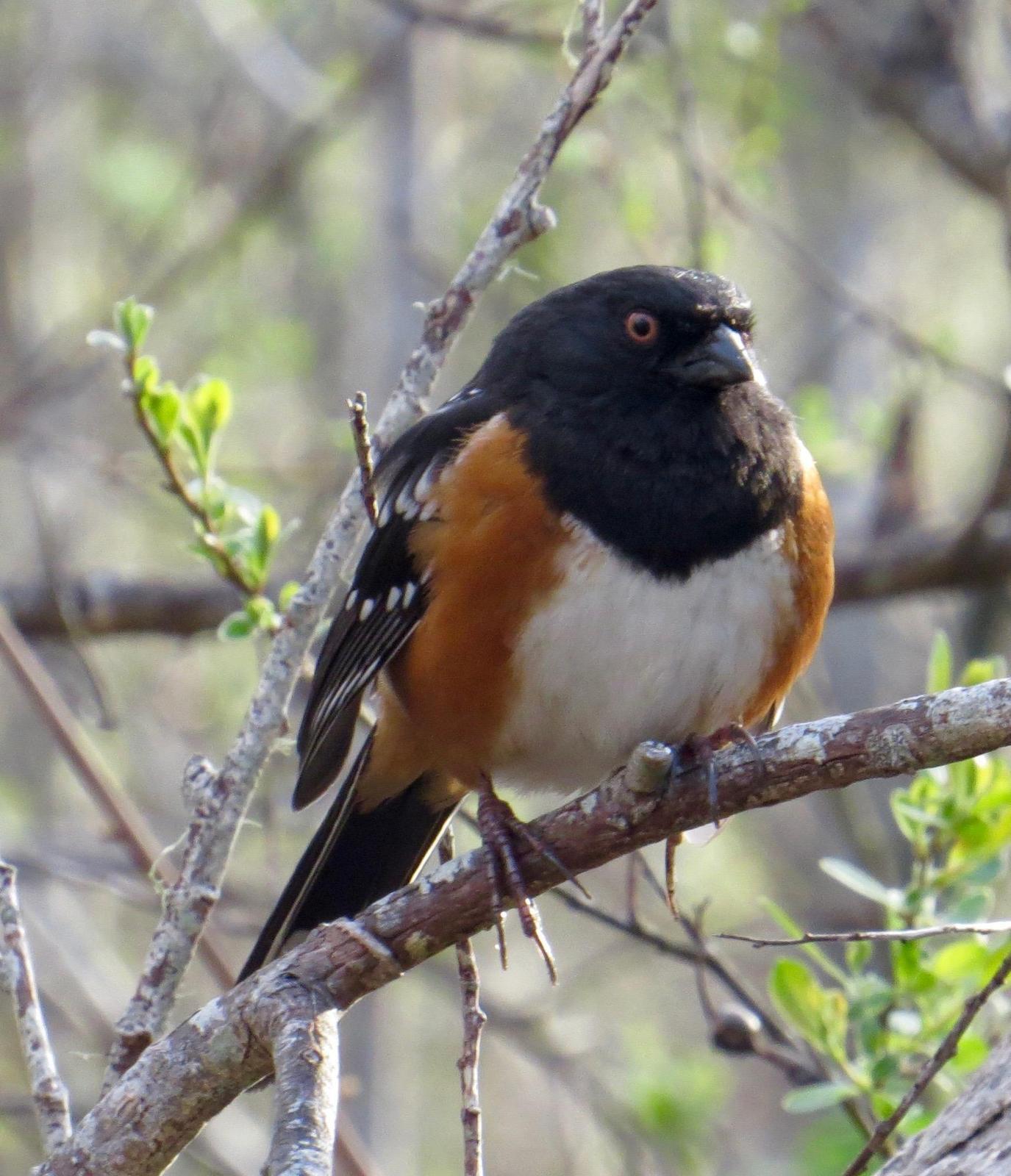 Spotted Towhee (oregonus Group) Photo by Don Glasco