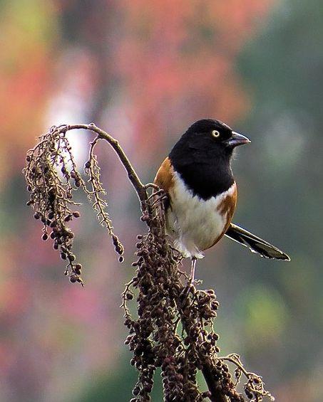 Eastern Towhee Photo by Kevin Brabble