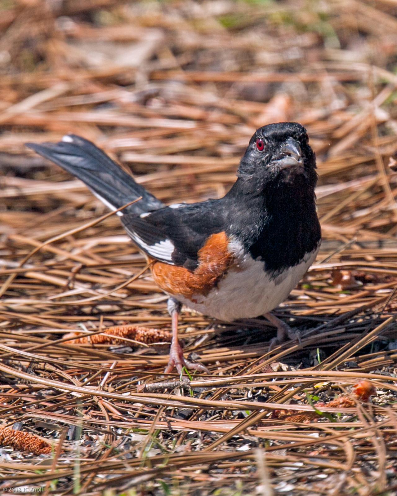 Eastern Towhee (Red-eyed) Photo by JC Knoll
