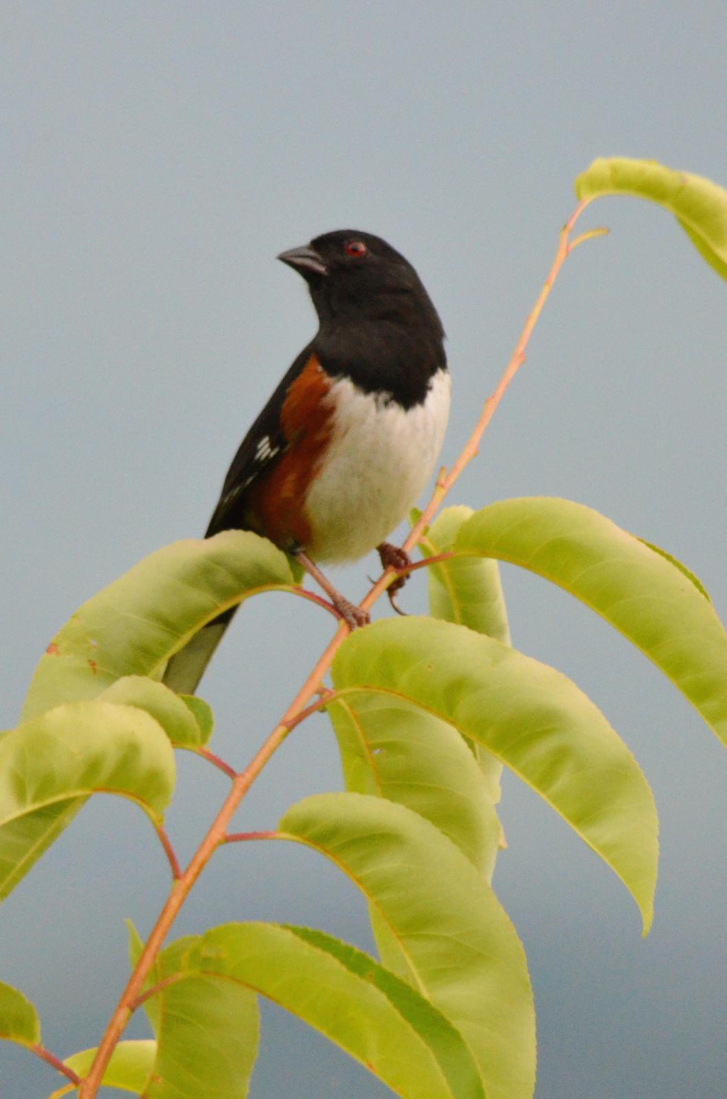 Eastern Towhee (Red-eyed) Photo by Darcy Ruby