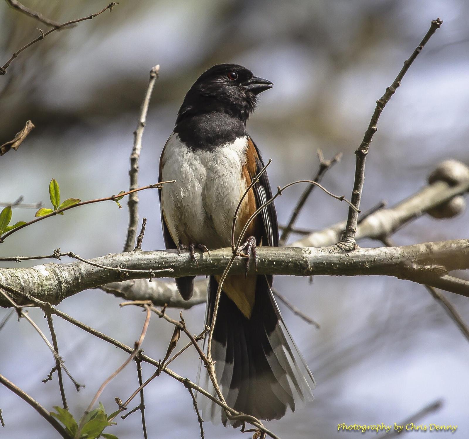 Eastern Towhee (Red-eyed) Photo by Chris Denny