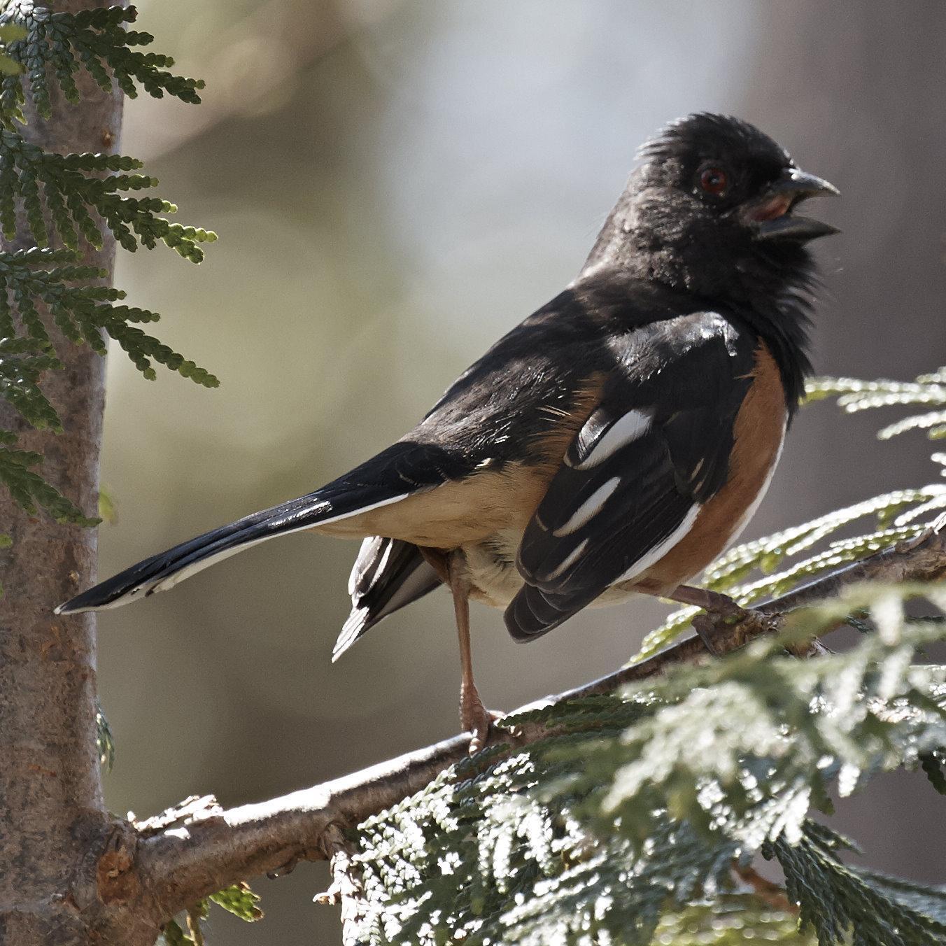 Eastern Towhee (Red-eyed) Photo by Eric Eisenstadt