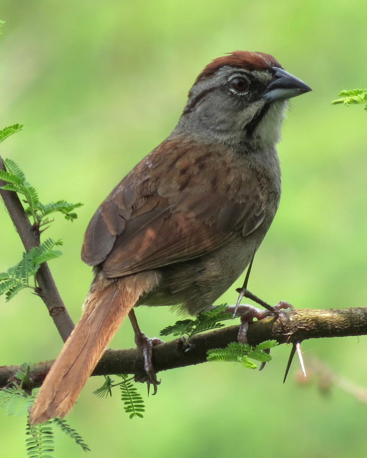 Rusty Sparrow Photo by John van Dort
