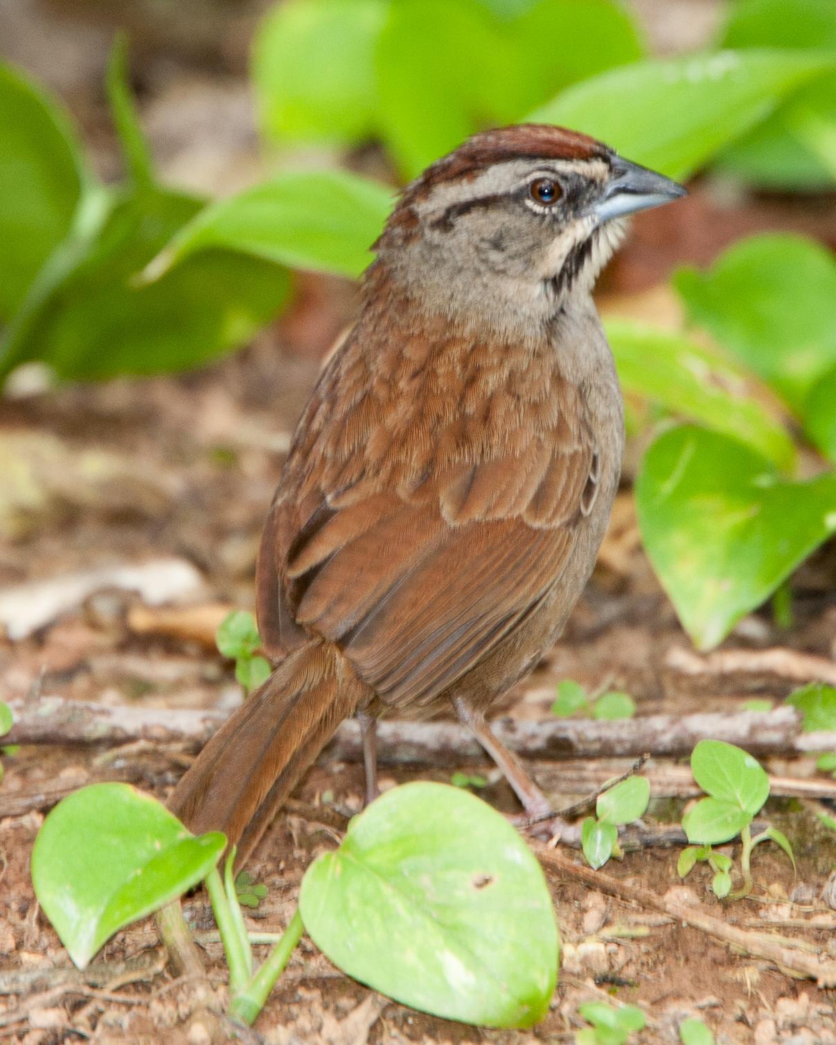 Rusty Sparrow Photo by Robert Lewis