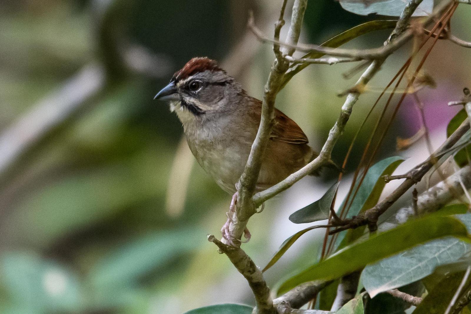 Rusty Sparrow Photo by Gerald Hoekstra