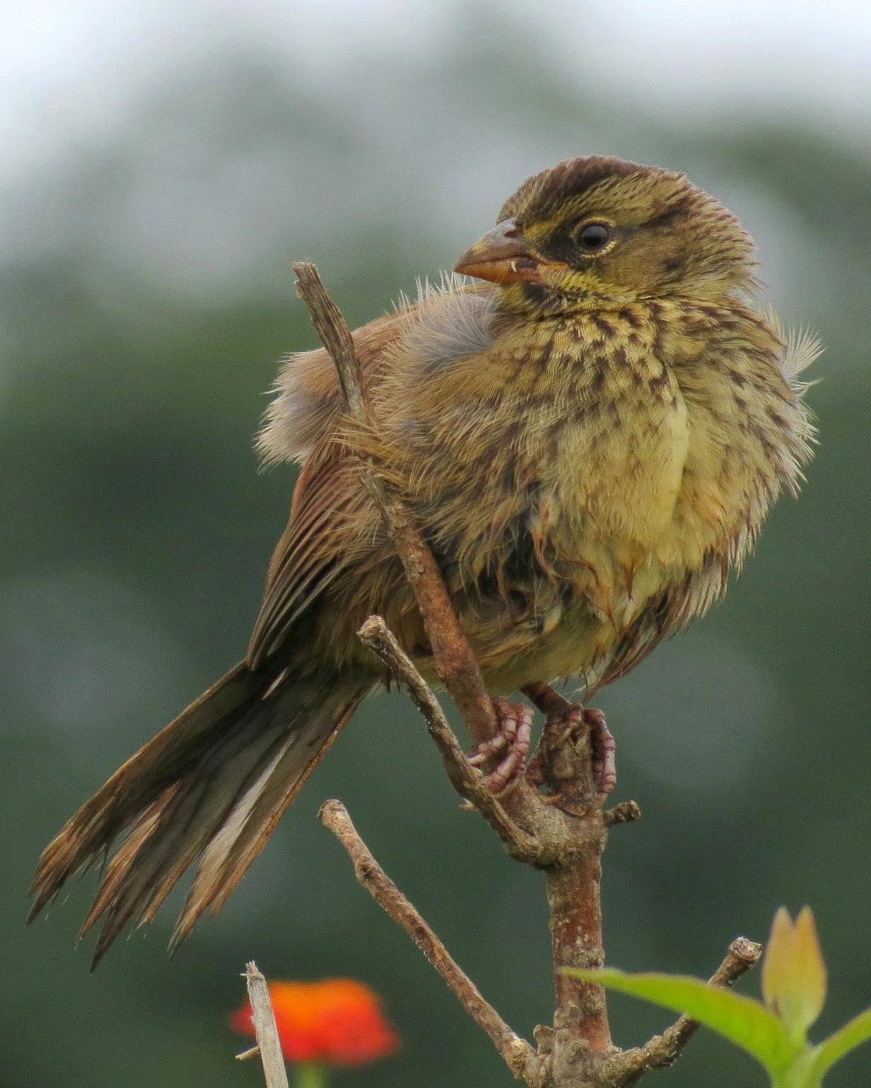 Rusty Sparrow Photo by John van Dort