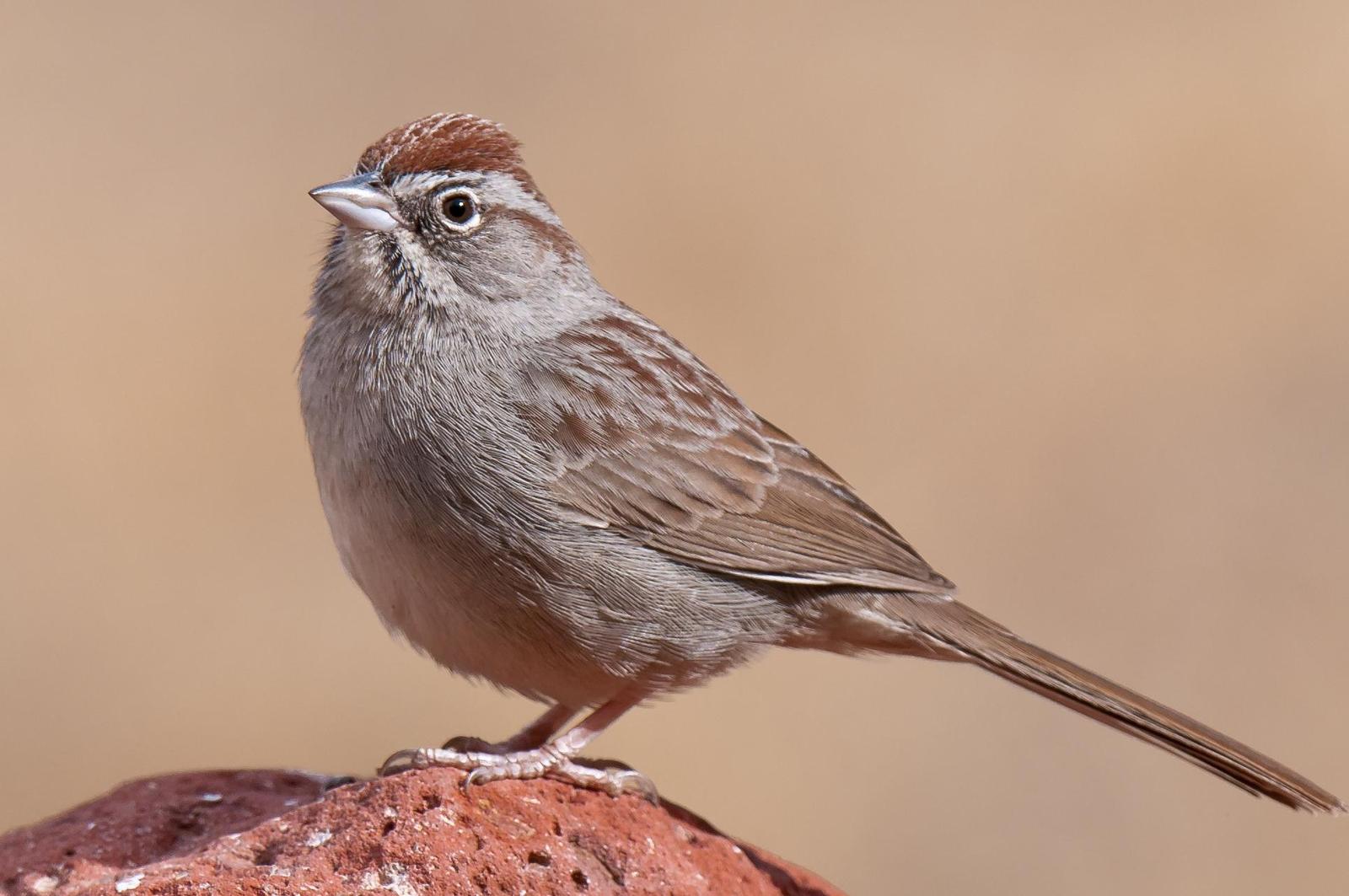 Rufous-crowned Sparrow Photo by Mason Rose
