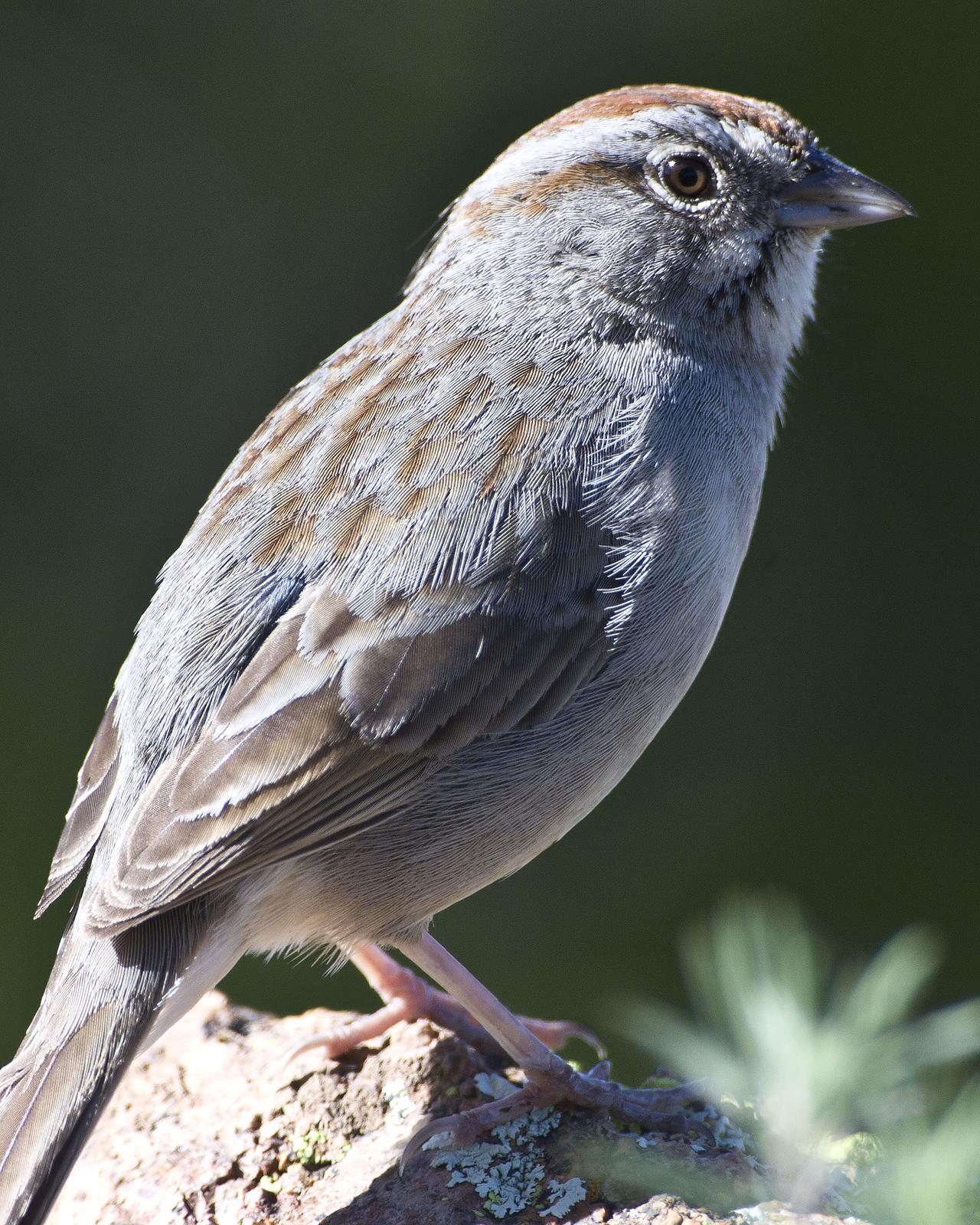 Rufous-crowned Sparrow Photo by Bill Adams