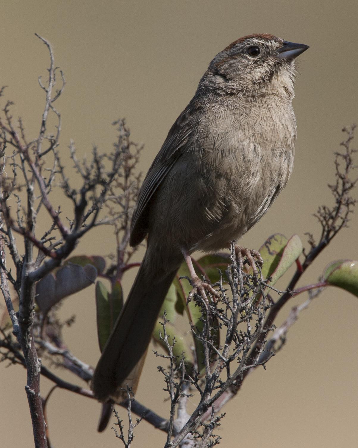 Rufous-crowned Sparrow Photo by Jeff Moore