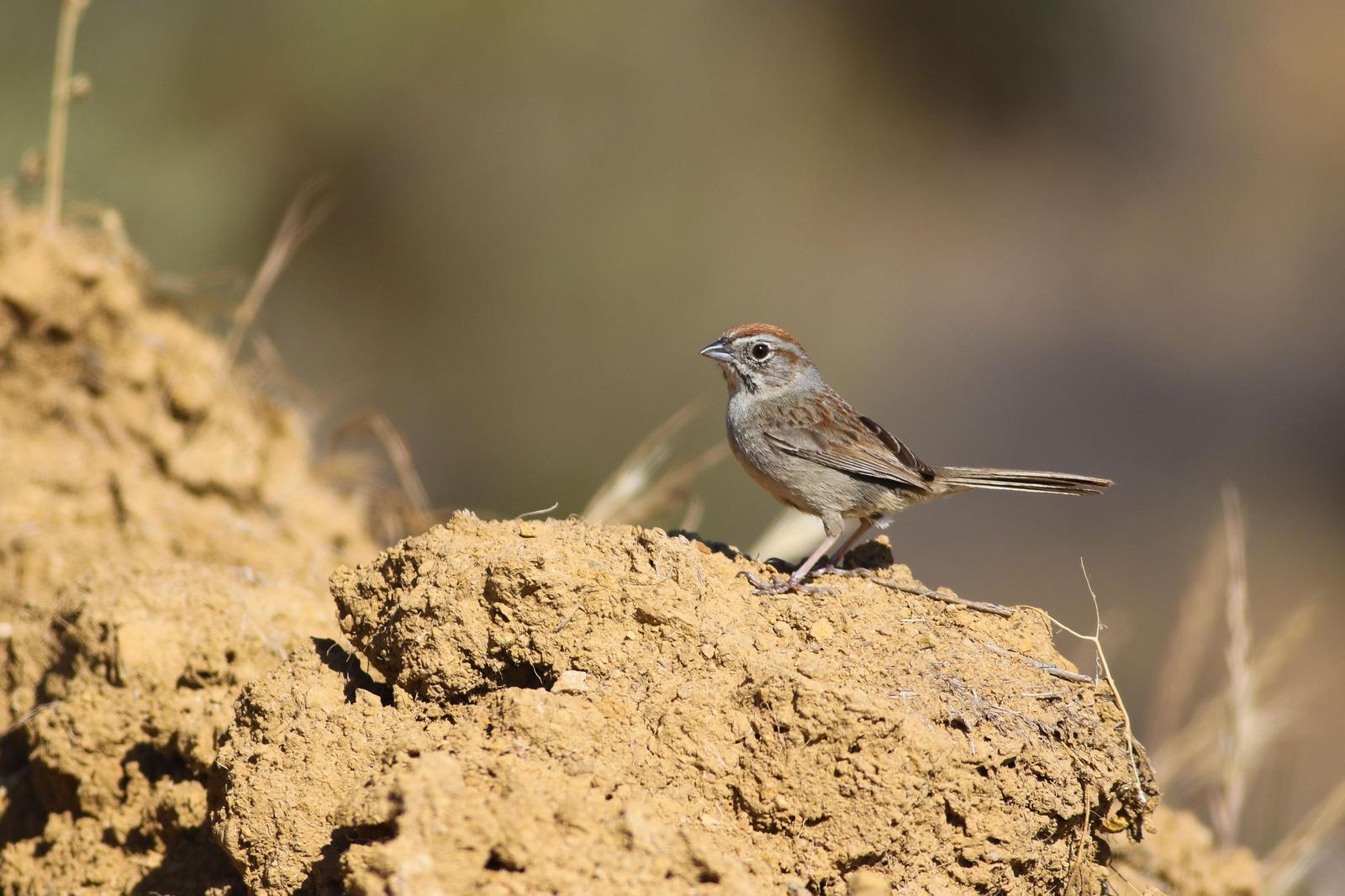 Rufous-crowned Sparrow Photo by Tom Ford-Hutchinson