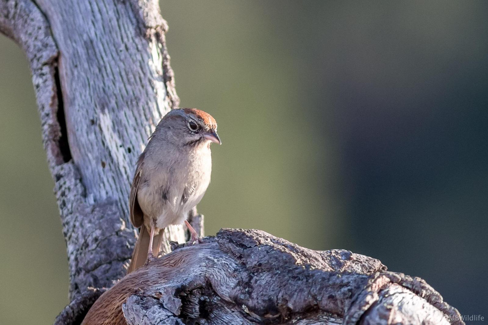 Rufous-crowned Sparrow Photo by Jeff Bray