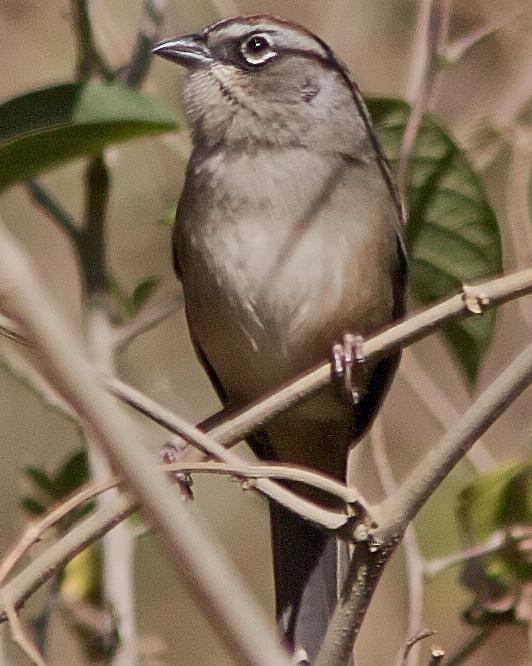 Oaxaca Sparrow Photo by Jeffrey Gordon
