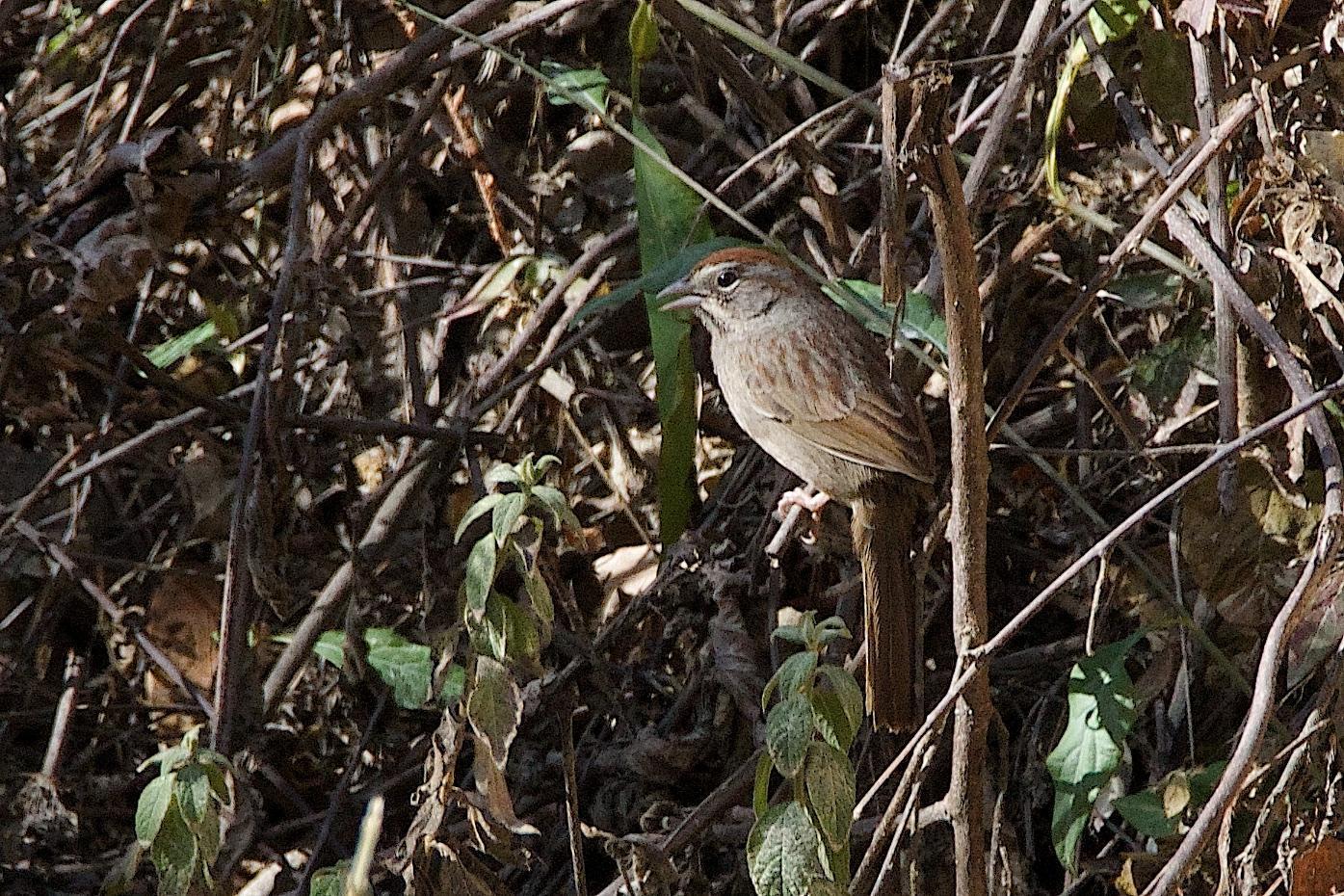 Oaxaca Sparrow Photo by Gerald Hoekstra