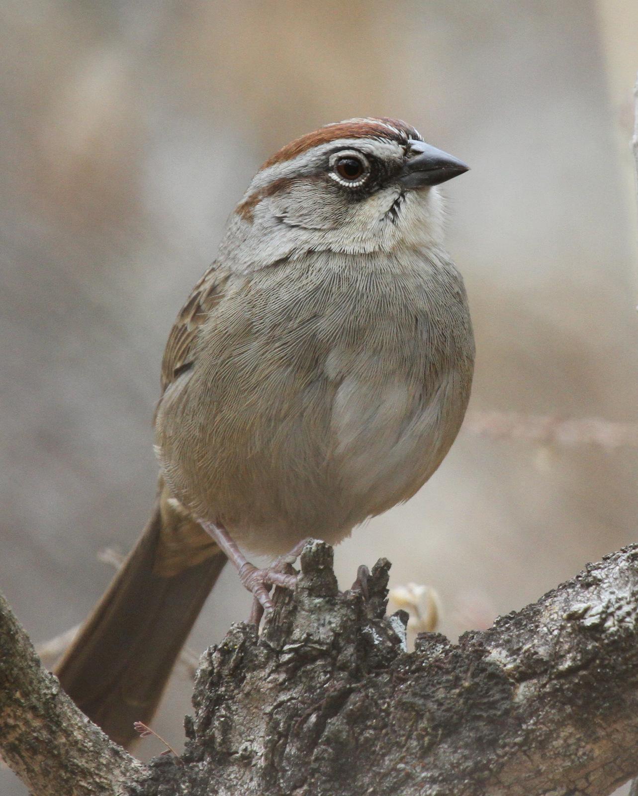 Oaxaca Sparrow Photo by Matthew Grube