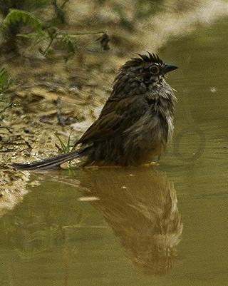 Oaxaca Sparrow Photo by Francesco Veronesi