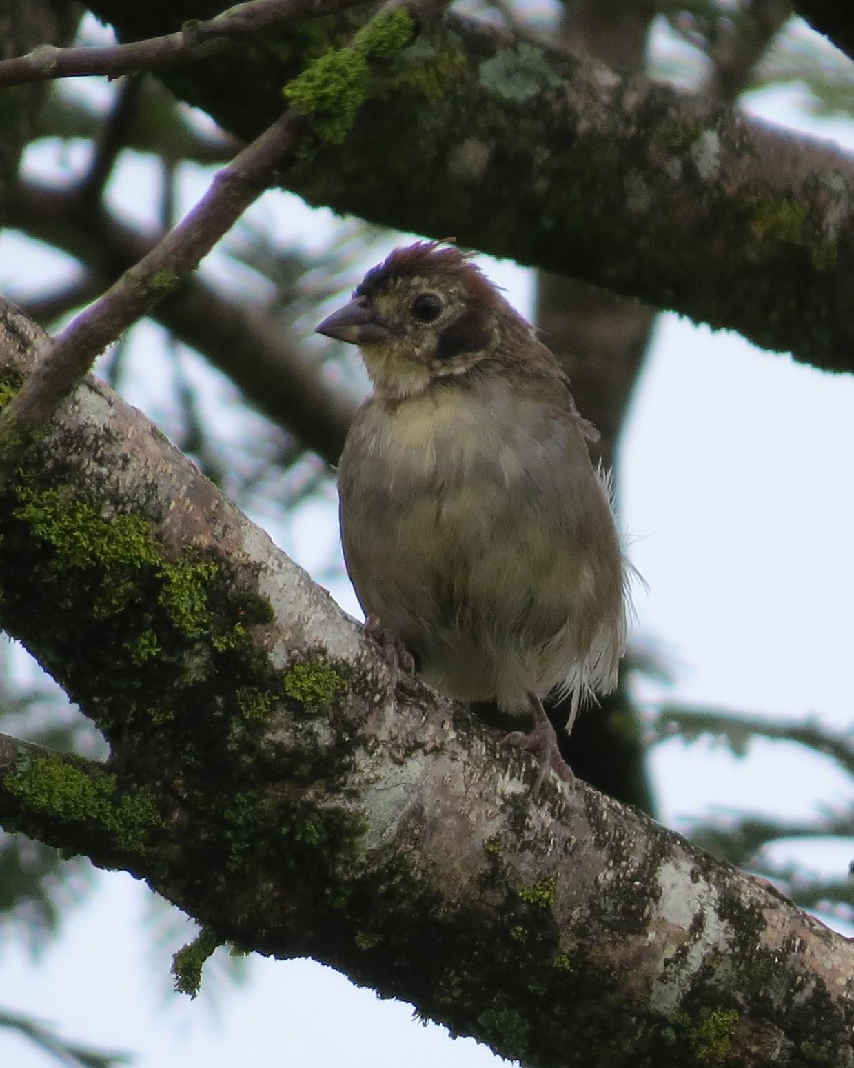 White-faced Ground-Sparrow Photo by John van Dort