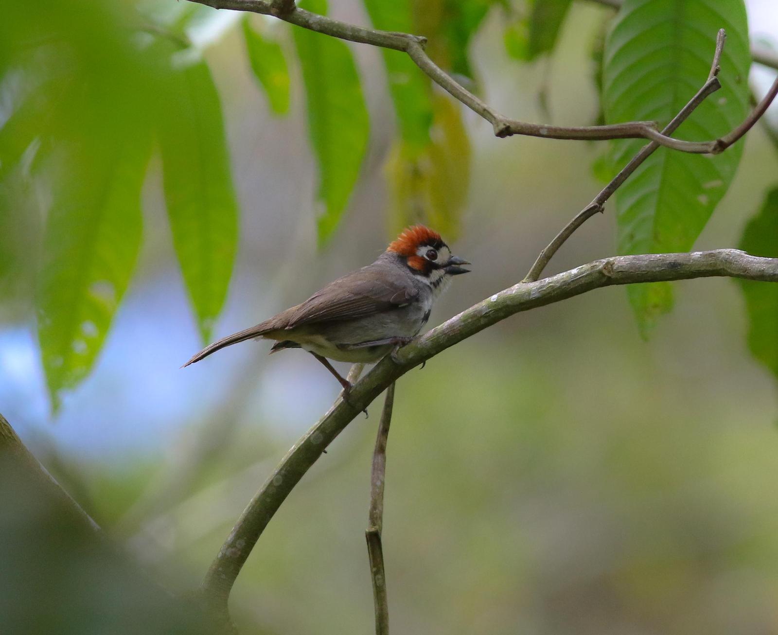 Cabanis's Ground-Sparrow Photo by Leonardo Garrigues