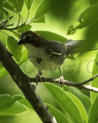 Rusty-crowned Ground-Sparrow Photo by Francesco Veronesi