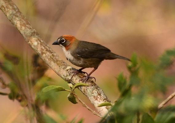 Rusty-crowned Ground-Sparrow Photo by Gustavo Fernandez