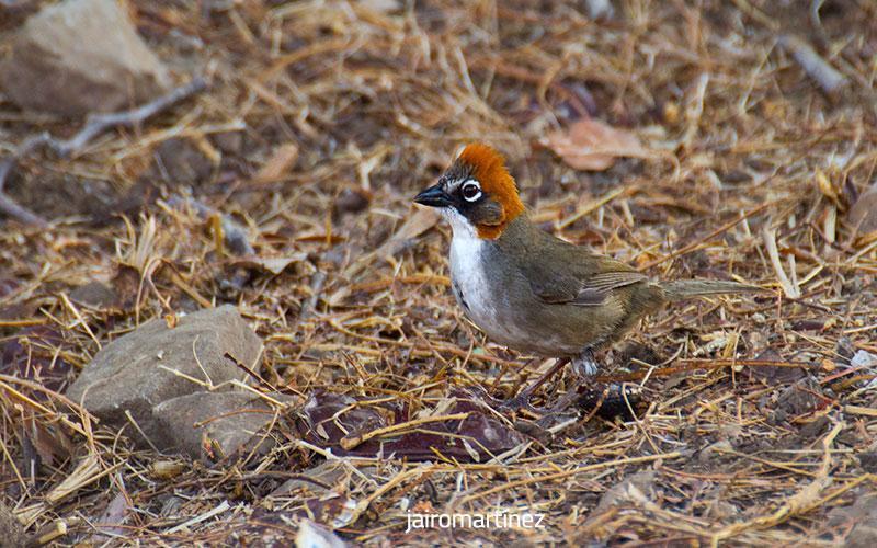 Rusty-crowned Ground-Sparrow Photo by Jairo Martínez