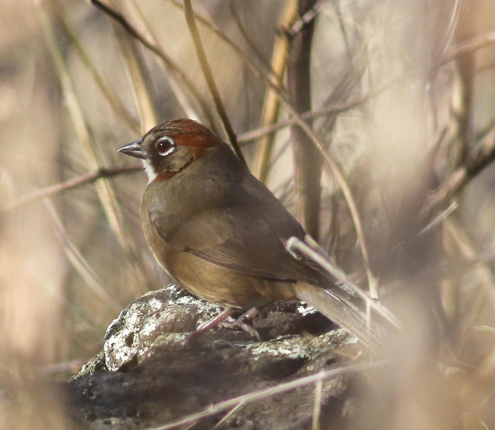 Rusty-crowned Ground-Sparrow Photo by Leonardo Garrigues