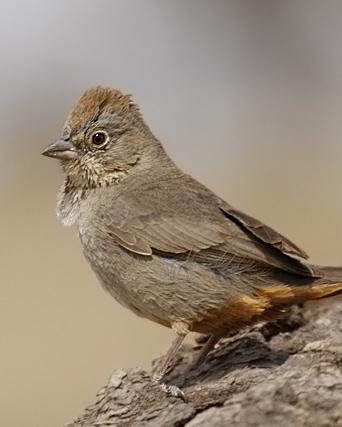 Canyon Towhee Photo by Rene Valdes
