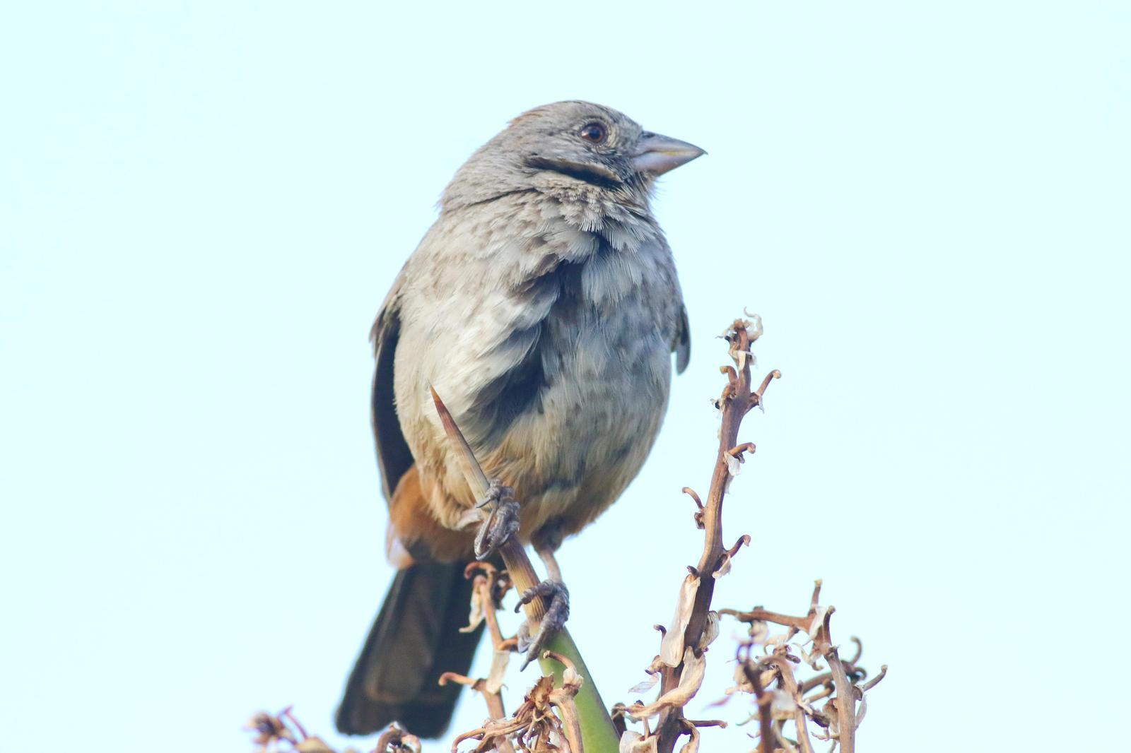 Canyon Towhee Photo by Tom Ford-Hutchinson