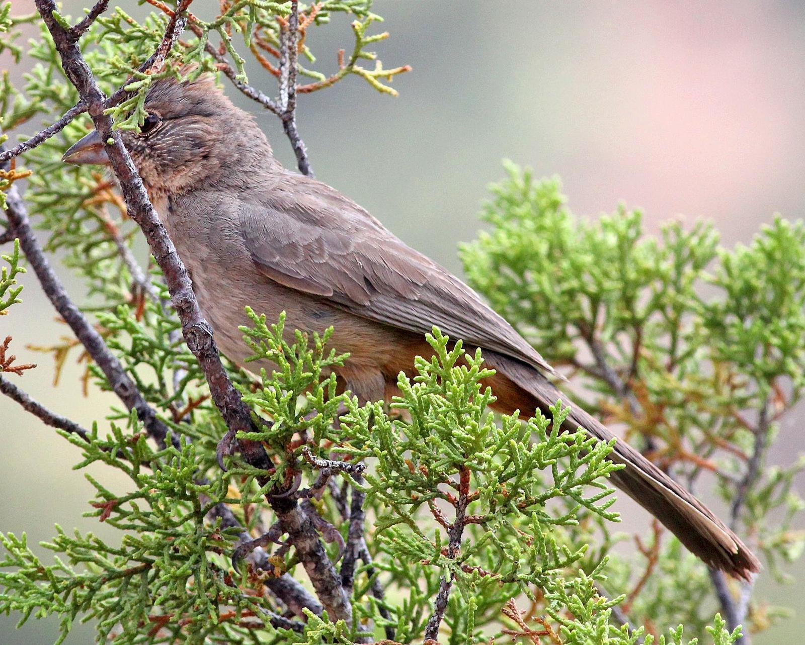 Canyon Towhee Photo by Tom Gannon